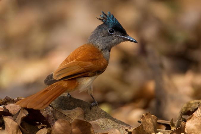 Paradise Flycatcher by Sudhir Shivaram - La Paz Group