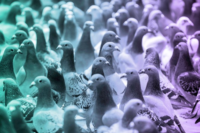 pigionssa-1436823680-87