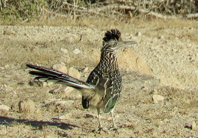 La Paz Group - Seth Inman. Greater Roadrunner