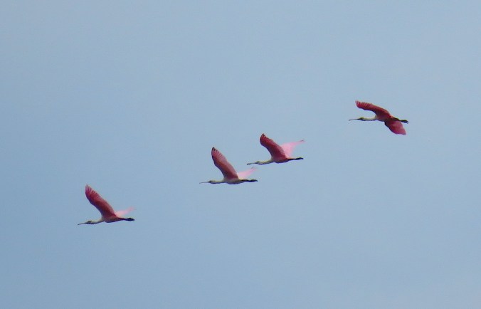 Roseate Spoonbills by James Zainaldin - La Paz Group