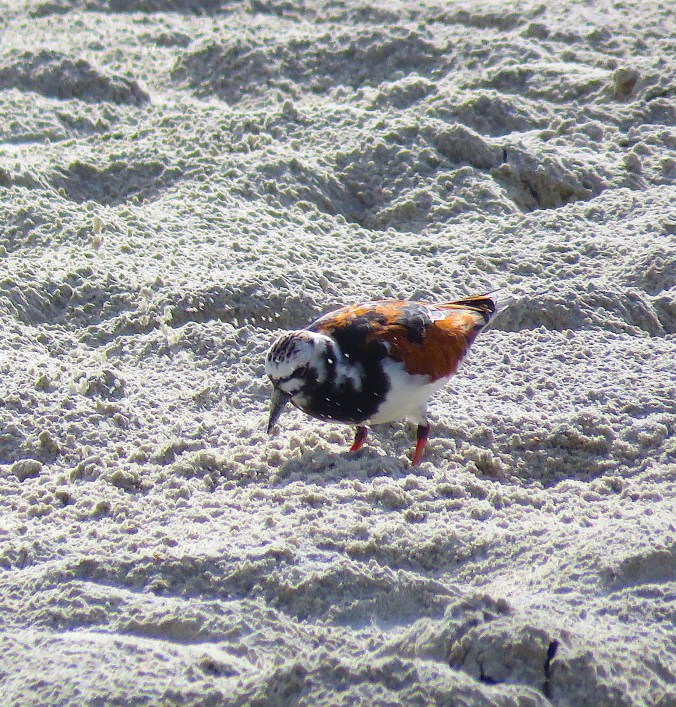 Ruddy Turnstone by James Zainaldin - La Paz Group