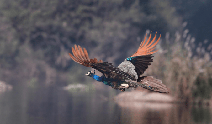 Indian Peacock by Gururaj Moorching - La Paz Group