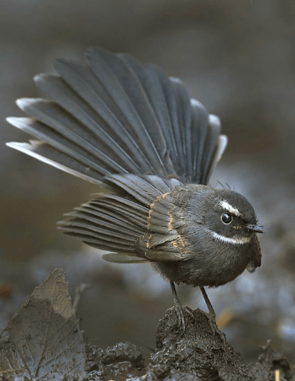 White-browed Fantail by Gururaj Moorching - La Paz Group