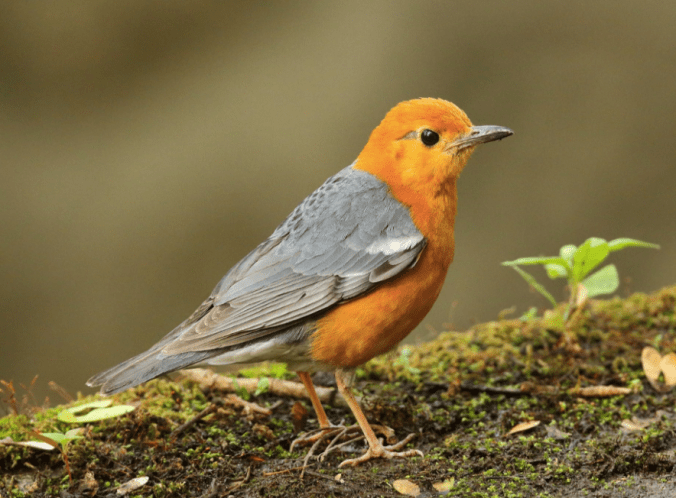 Orange-headed Thrush by Gururaj Moorching - La Paz Group