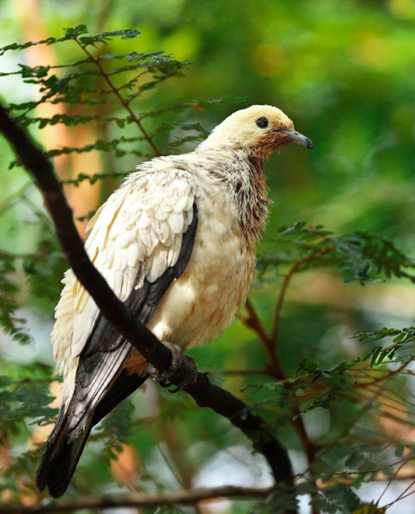 Pied Imperial Pigeon by Gururaj Moorching - La Paz Group