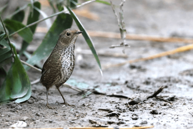 Nepal Wren Babbler by Gururaj Moorching - La Paz Group