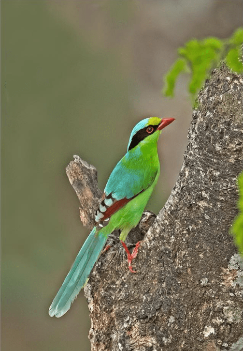 Green Magpie by Dr. Eash Hoskote - La Paz Group
