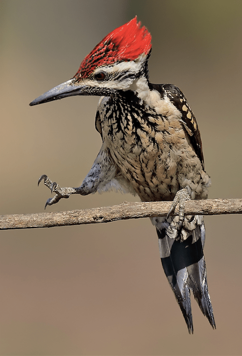 Lesser Flameback by Gururaj Moorching - La Paz Group