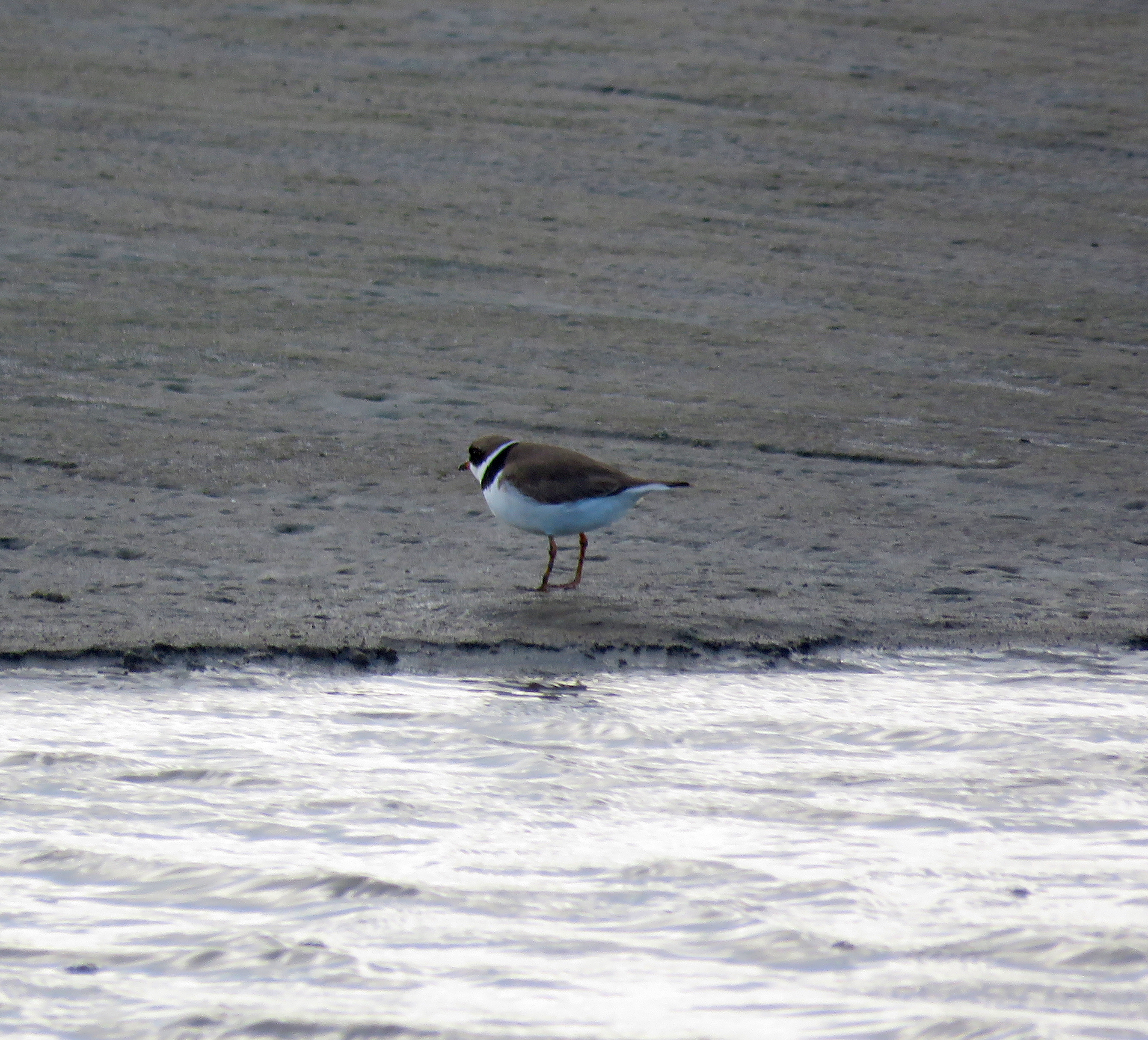 Semipalmated Plover by James Zainaldin - Organikos
