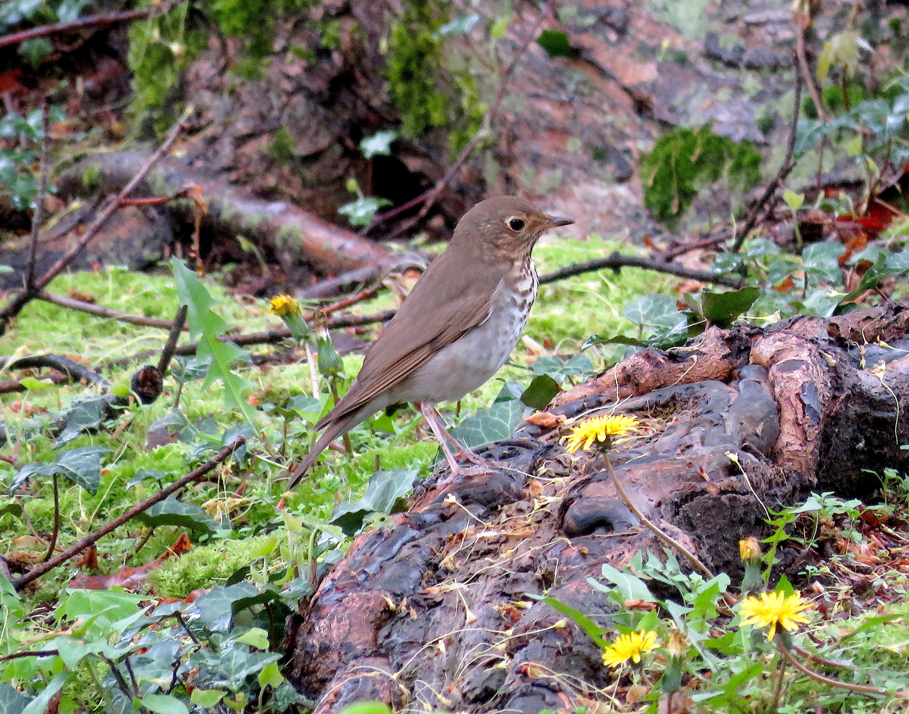 Swainson's Thrush by James Zainaldin - La Paz Group