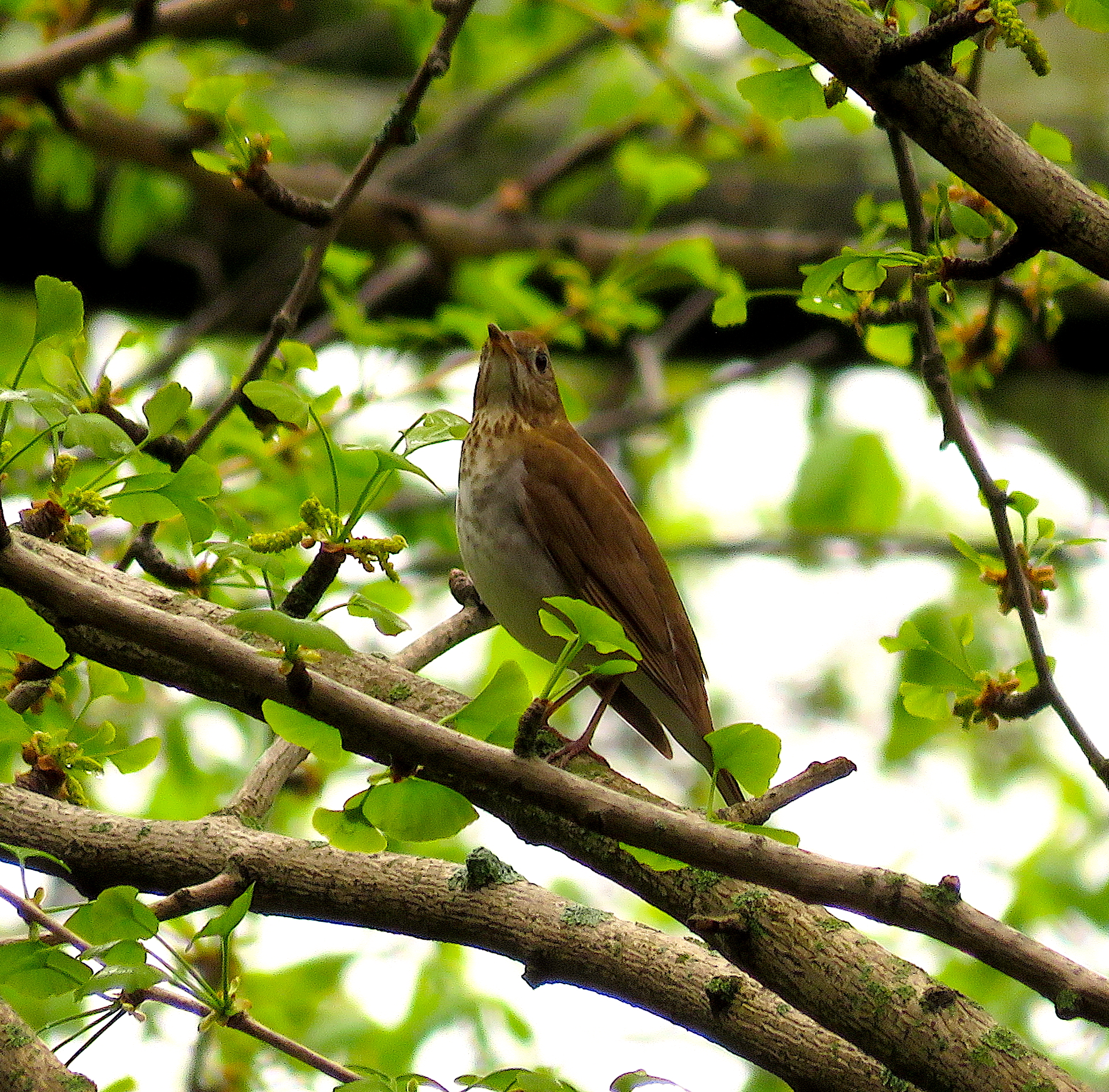 Veery by James Zainaldin - La Paz Group