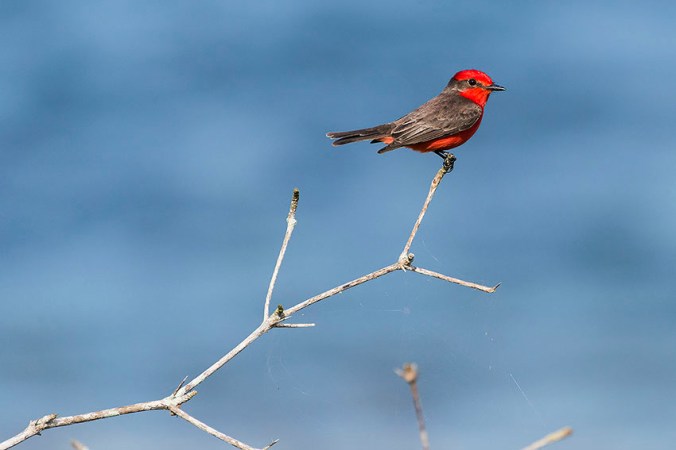 Vermilion Flycatcher by Leander Khil - La Paz Group