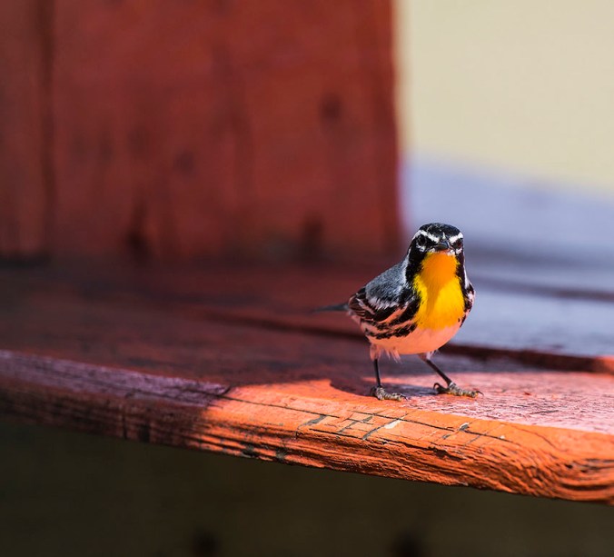 Yellow-throated Warbler by Leander Khil - La Paz Group