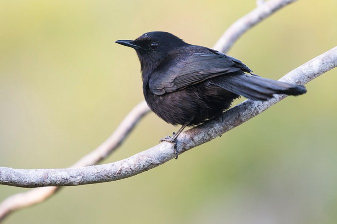 Black Catbird by Leander Khil - La Paz Group