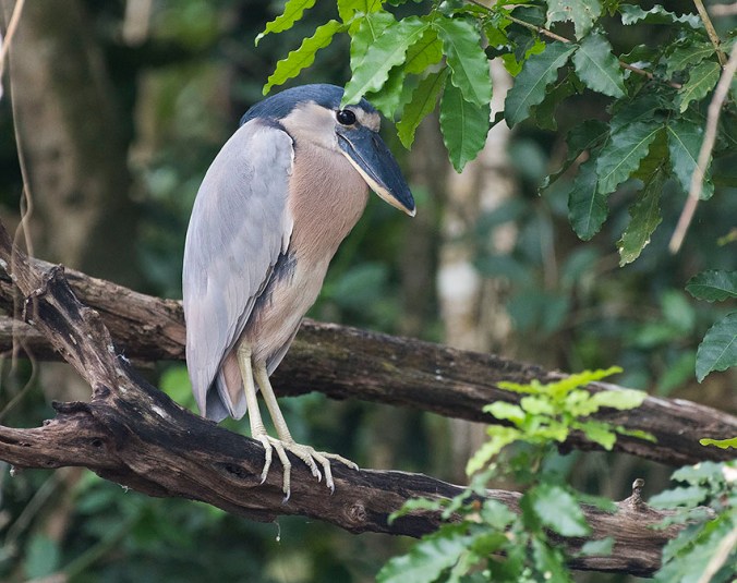 Boat-billed Heron by Leander Khil - La Paz Group