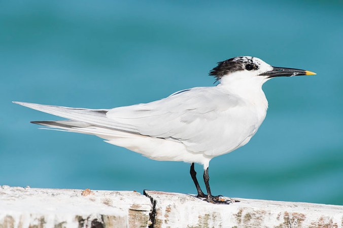 Cabot's Tern by Leander Khil - La Paz Group