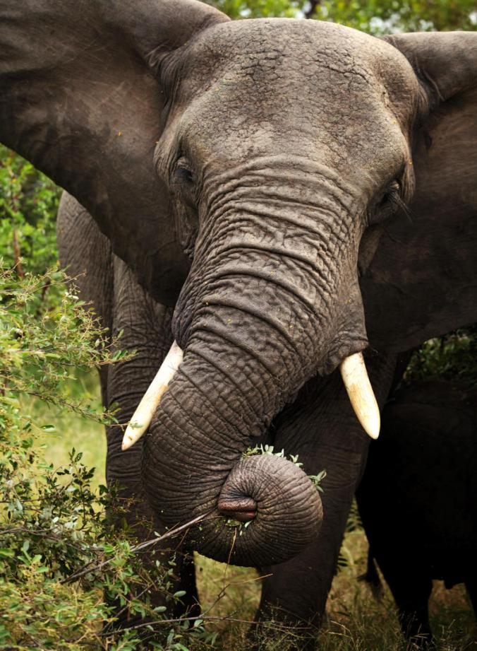 Canby-China-Closing-Ivory-Trade-1-1-800