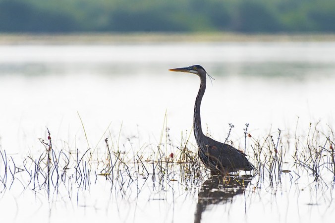 Great Blue Heron by Leander Khil - La Paz Group