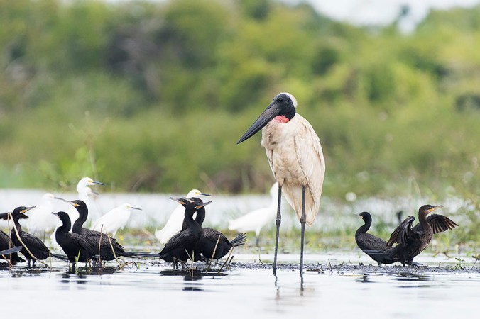 Jabiru Stork by Leander Khil - La Paz Group