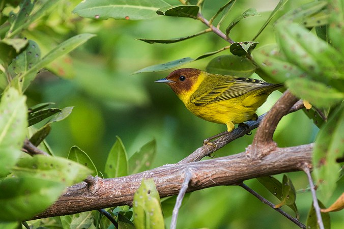 Mangrove Warbler by Leander Khil - La Paz Group
