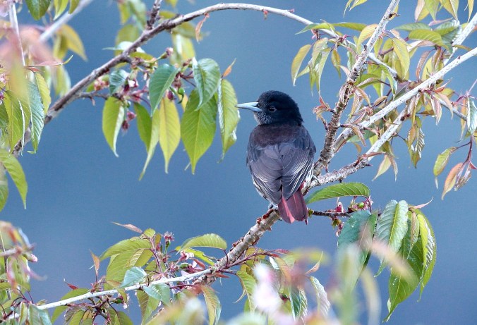 Maroon Oriole by Gururaj Moorching - La Paz Group