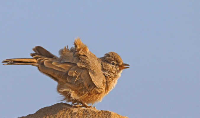 Desert Lark by Gururaj Moorching - La Paz Group