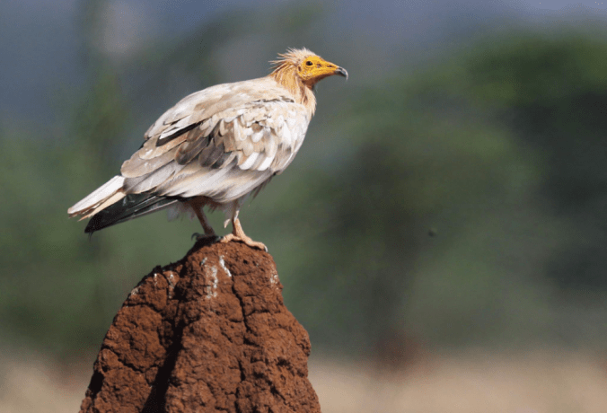  Egyptian Vulture by Gururaj Moorching - La Paz Group