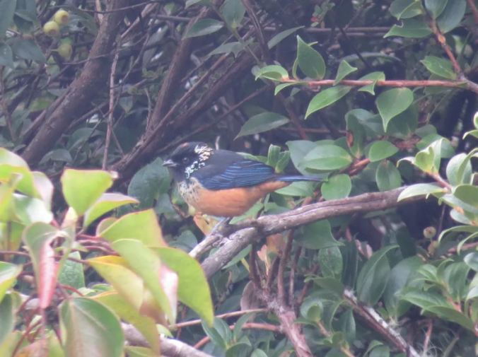 Spangle-cheeked Tanager by Seth Inman - Organikos