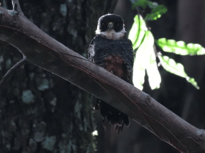 Bat Falcon by Seth Inman - Organikos