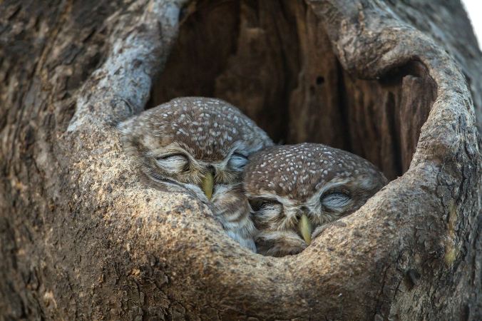 Spotted Owlets by Sudhir Shivaram - La Paz Group