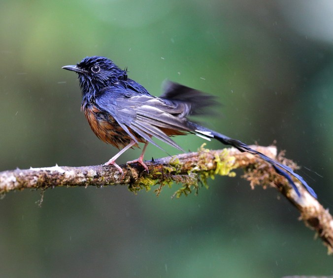 White-rumped Shama by Gururaj Moorching - La Paz Group