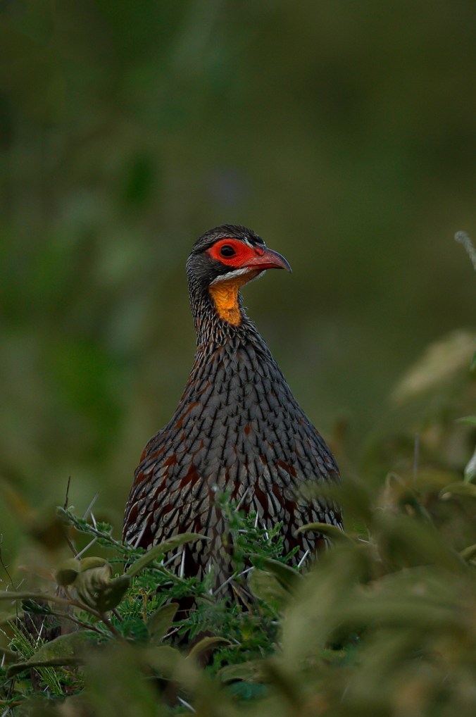 Yellow-necked Spurfowl by Sudhir Shivaram - La Paz Group