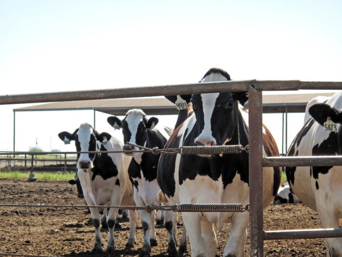 25CALIFORNIA1-master768-v2