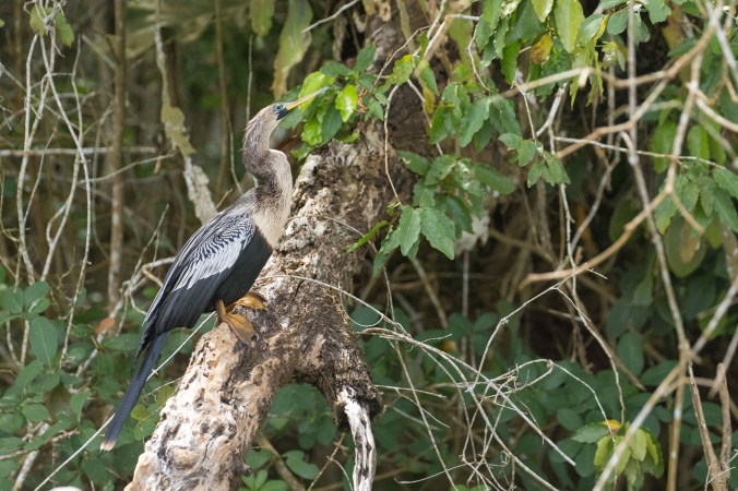 Anhinga by Richard Kostecke - La Paz Group