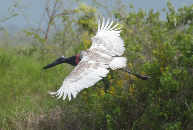 Jabiru Stork by Richard Kostocke - La Paz Group