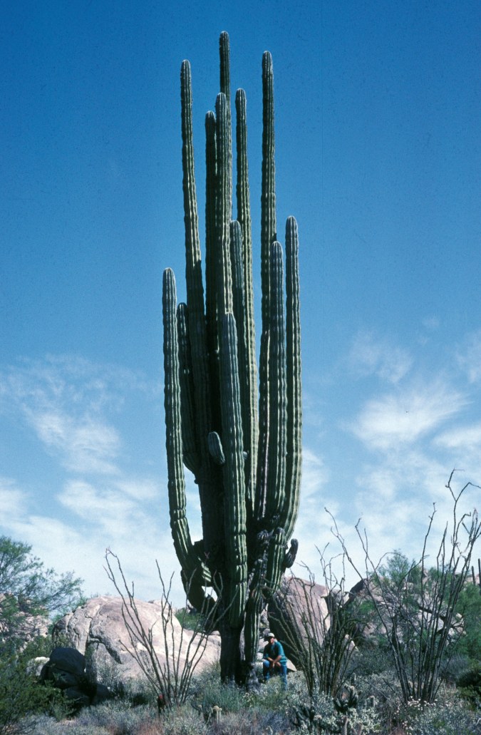 Kormann-Cacti-Rebman-P04198-new
