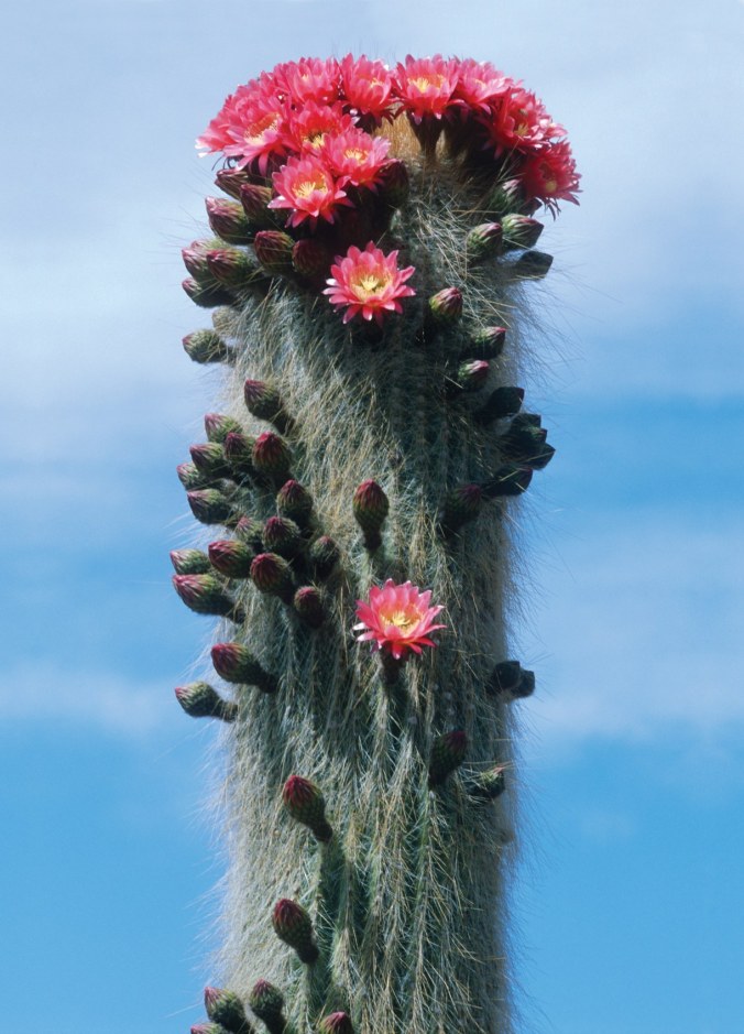 Kormann-Cacti-Woody_N_Argentina_Iguazu_04-51a-new