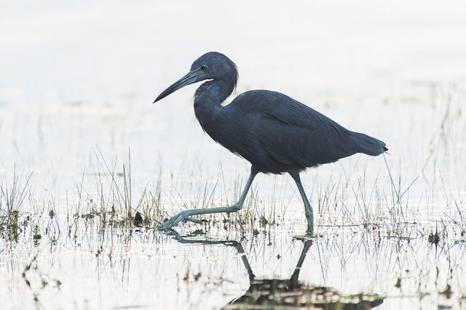 Little Blue Heron by Leander Khil - La Paz Group