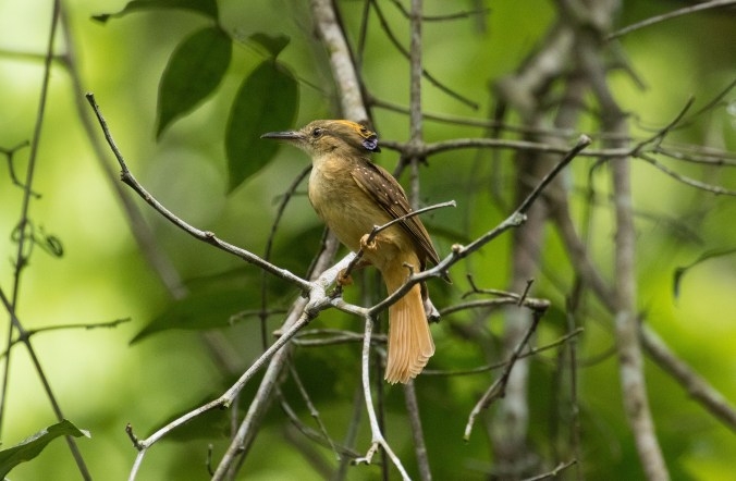 Royal Flycatcher by Richard Kostecke - La Paz Group