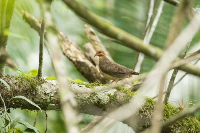 Ruddy Quail-dove by Richard Kostecke - La Paz Group