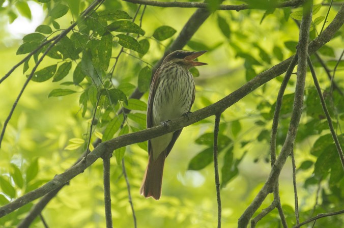 Sulphur-bellied Flycatcher by Richard Kostecke - La Paz Group