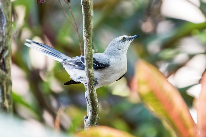Tropical Kingbird by Leander Khil - La Paz Group