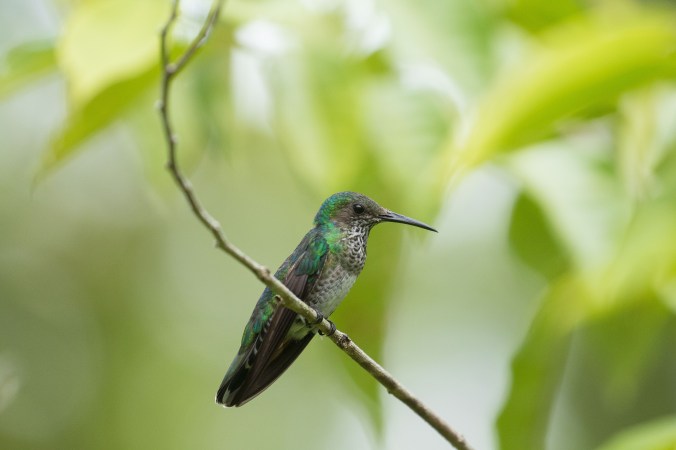 White-necked Jacobin by Richard Kostecke - La Paz Group