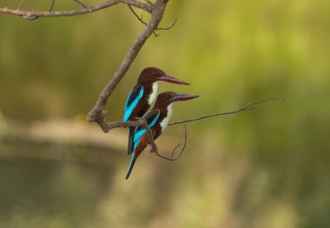 White-throated Kingfishers by Richard Kostecke - La Paz Group