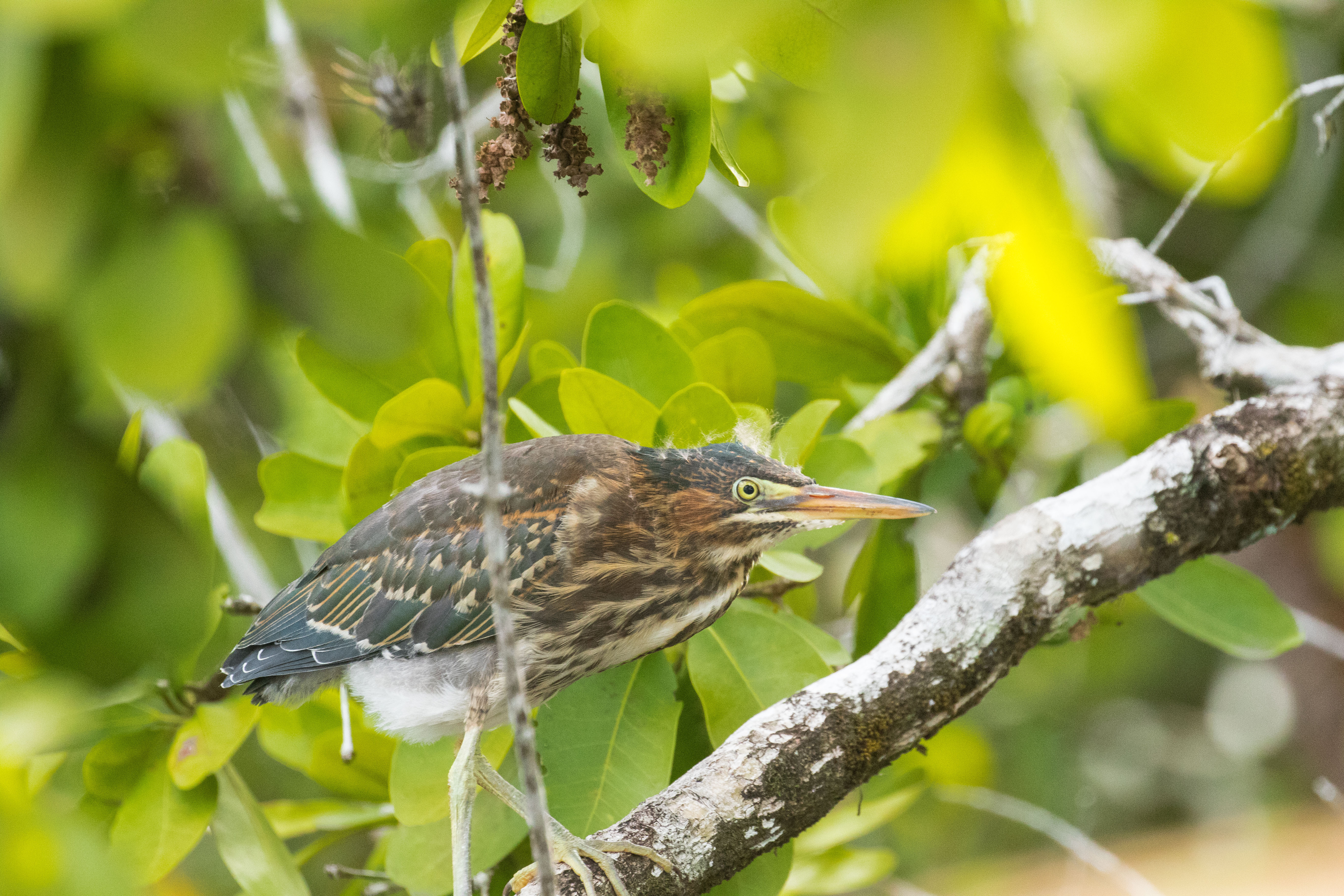 Green Heron by Richard Kostecke - La Paz Group