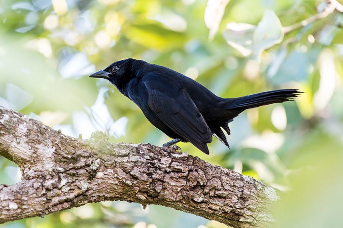 Melodious Blackbird by Leander Khil - La Paz Group