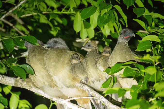 Plain Chachalacas by Richard Kostecke - La Paz Group