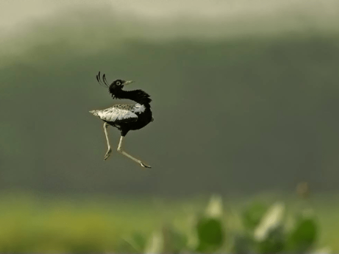 Lesser Florican by Dr. Eash Hoskote - La Paz Group