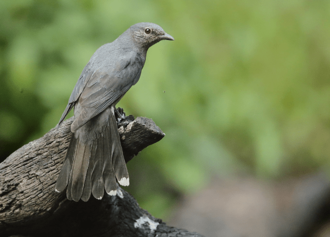 Black-winged Cuckooshrike by Gururaj Moorching - La Paz Group