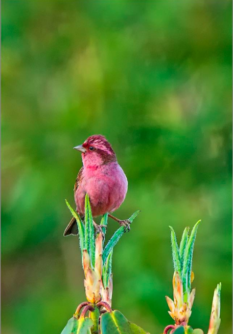 Pink-browed Rosefinch by Dr. Eash Hoskote - La Paz Group